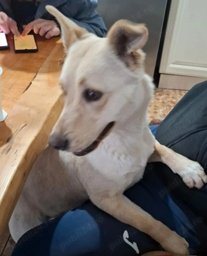 Donez catelusa de 10 luni, sterilizata, talie medie 12 kg - imagine 2