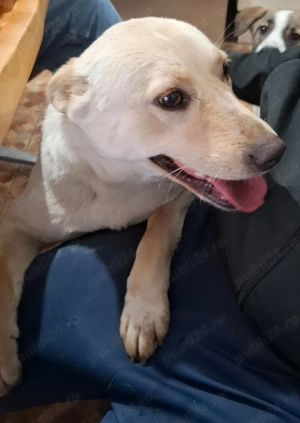 Donez catelusa de 10 luni, sterilizata, talie medie 12 kg