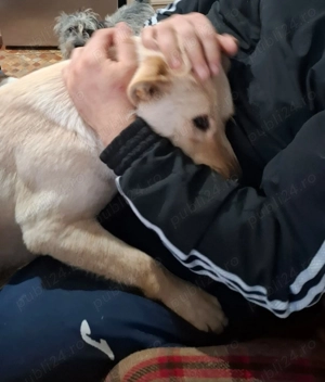 Donez catelusa de 10 luni, sterilizata, talie medie 12 kg - imagine 4