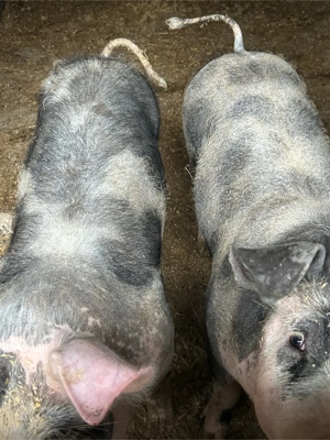 vand 2 grasuni pietrain original pur - imagine 2