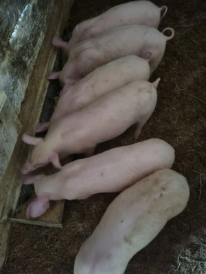 Purcei intarcati de vanzare