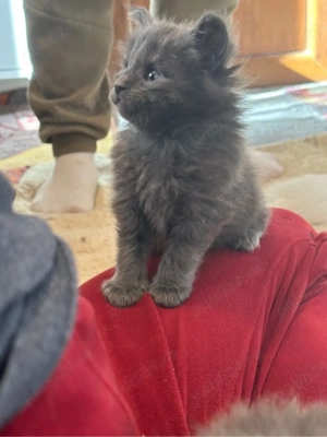 Puiuti maine coon - imagine 4