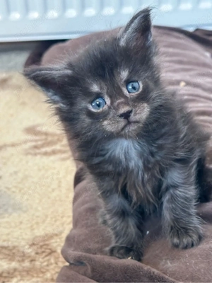 Puiuti maine coon - imagine 3