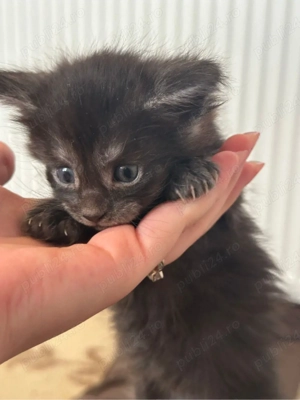 Puiuti maine coon - imagine 2