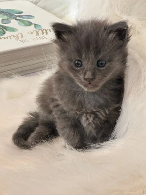 Puiuti maine coon - imagine 5