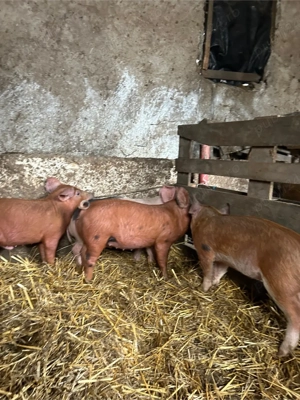 vand purcei duroc  - imagine 2