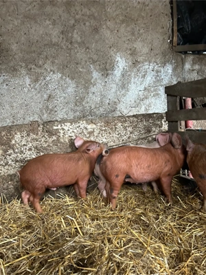 vand purcei duroc  - imagine 3