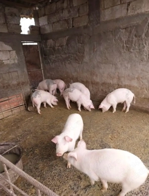 vand purcei marele alb - imagine 2