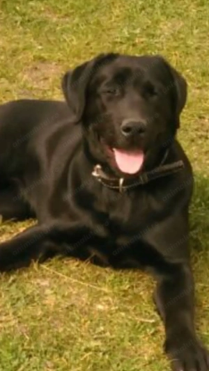 Cățelușa labrador retriver  - imagine 2