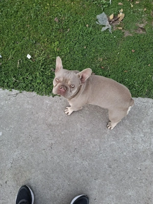 Disponibil Mascul New Shade Isabella Tan  - imagine 2