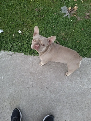 Disponibil Mascul New Shade Isabella Tan  - imagine 3