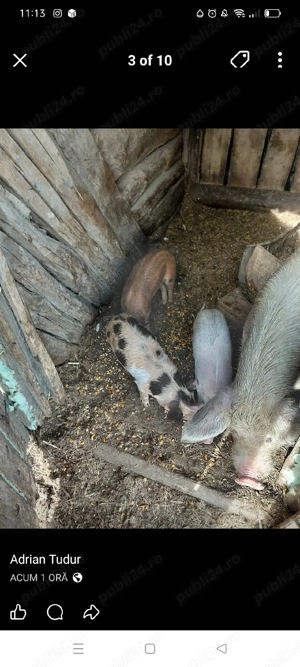 purceii de vînzare  - imagine 4