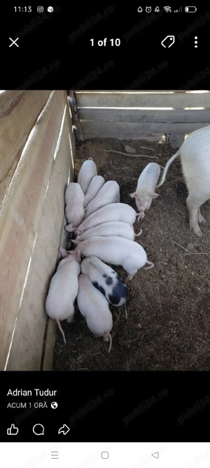 purceii de vînzare  - imagine 3