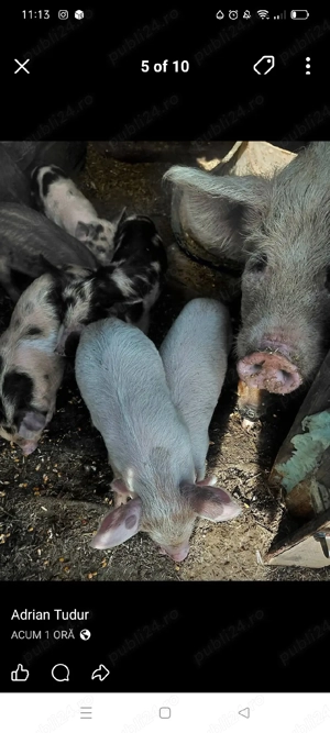 purceii de vînzare  - imagine 2