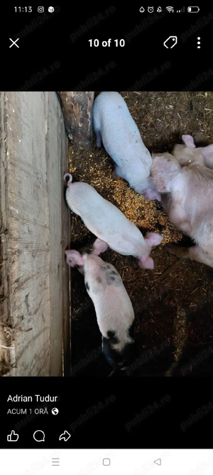 purceii de vînzare  - imagine 5