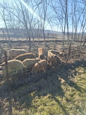 Porci de mangalita ... mici si mari