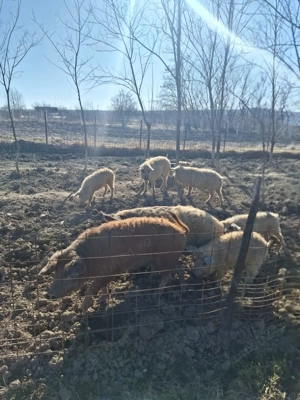 Porci de mangalita ... mici si mari - imagine 2