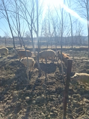 Porci de mangalita ... mici si mari - imagine 4