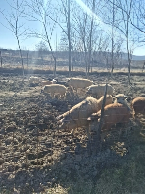 Porci de mangalita ... mici si mari - imagine 3