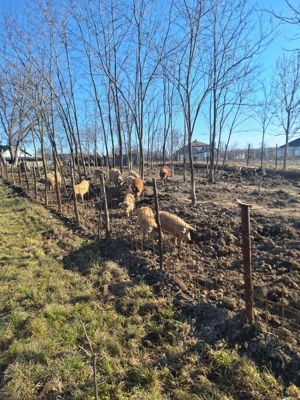 Porci de mangalita ... mici si mari - imagine 5