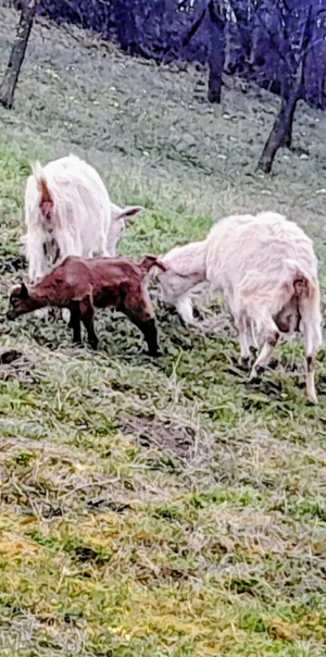 vand capre de Banat albe  - imagine 3