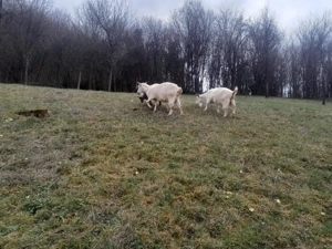 vand capre de Banat albe 