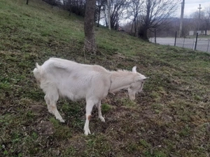 vand capre de Banat albe  - imagine 2