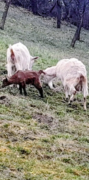 vand capre de Banat albe  - imagine 4