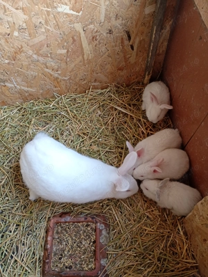 Iepuri panon si californian - imagine 3