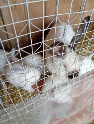 Iepuri panon si californian - imagine 2