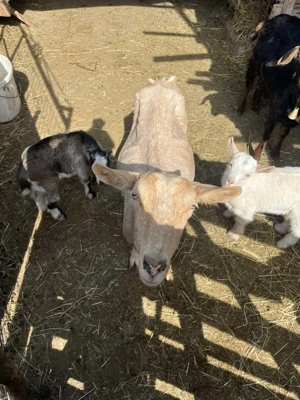 Vând capre tinere cu iezi - imagine 3