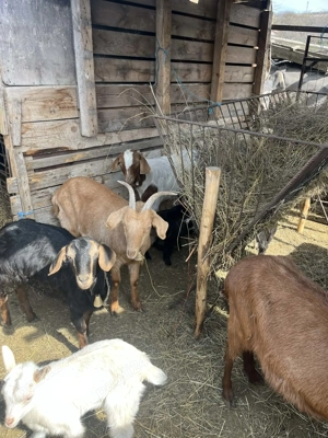 Vând capre tinere cu iezi - imagine 4