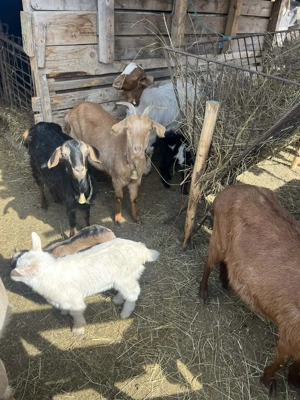 Vând capre tinere cu iezi - imagine 2
