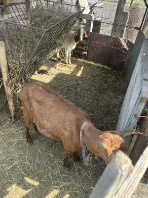 Vând capre tinere cu iezi - imagine 5