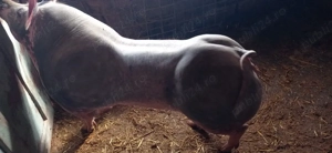 Vând purcea pietran belgian fără păr