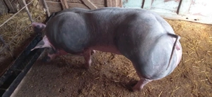 Vând purcea pietran belgian fără păr - imagine 2