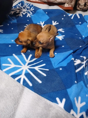 catei chihuahua - imagine 4