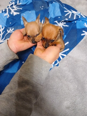 catei chihuahua - imagine 2