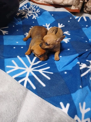 catei chihuahua - imagine 3