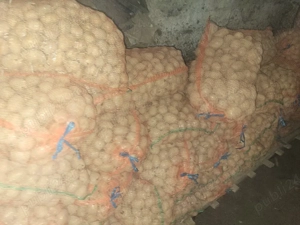 cartofi samanta Marabel 