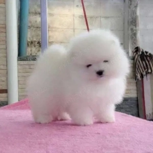 Pomeranian Toy 