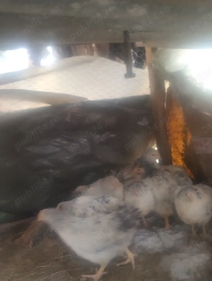 Vând puicute ras  mixt  - imagine 2