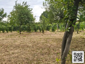 Terenuri intravilane alipibile în Runcu, zonă cu potențial - imagine 2