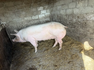 Porc de vanzare - imagine 2