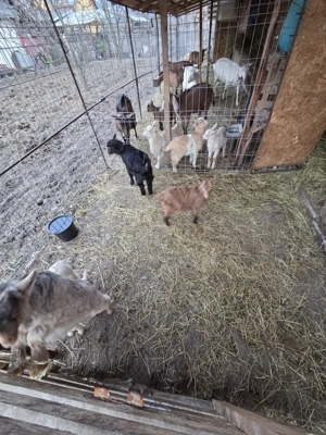 iezi de dat - imagine 2