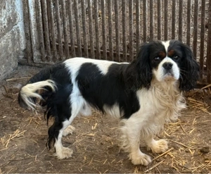 mascul Cavalier King Charles