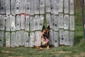 Ciobanesc belgian malinois