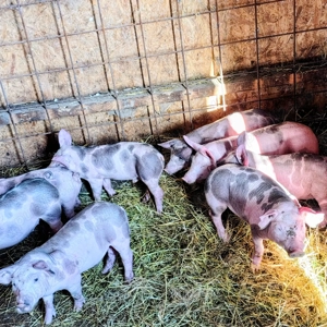 Vand purcei pietrean 500 lei buc - imagine 2