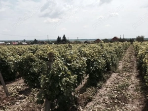 Conac boieresc + teren de 53.000 mp cu vita de vie - imagine 7