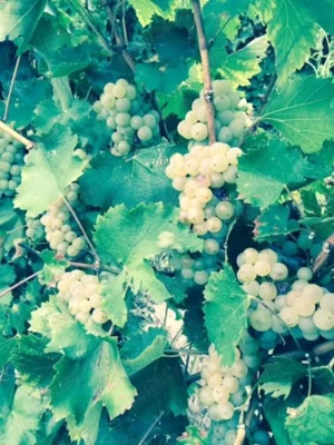 Conac boieresc + teren de 53.000 mp cu vita de vie - imagine 8